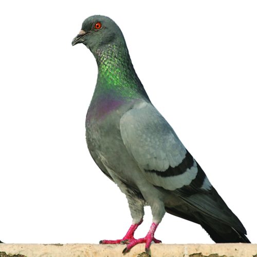 Pigeon